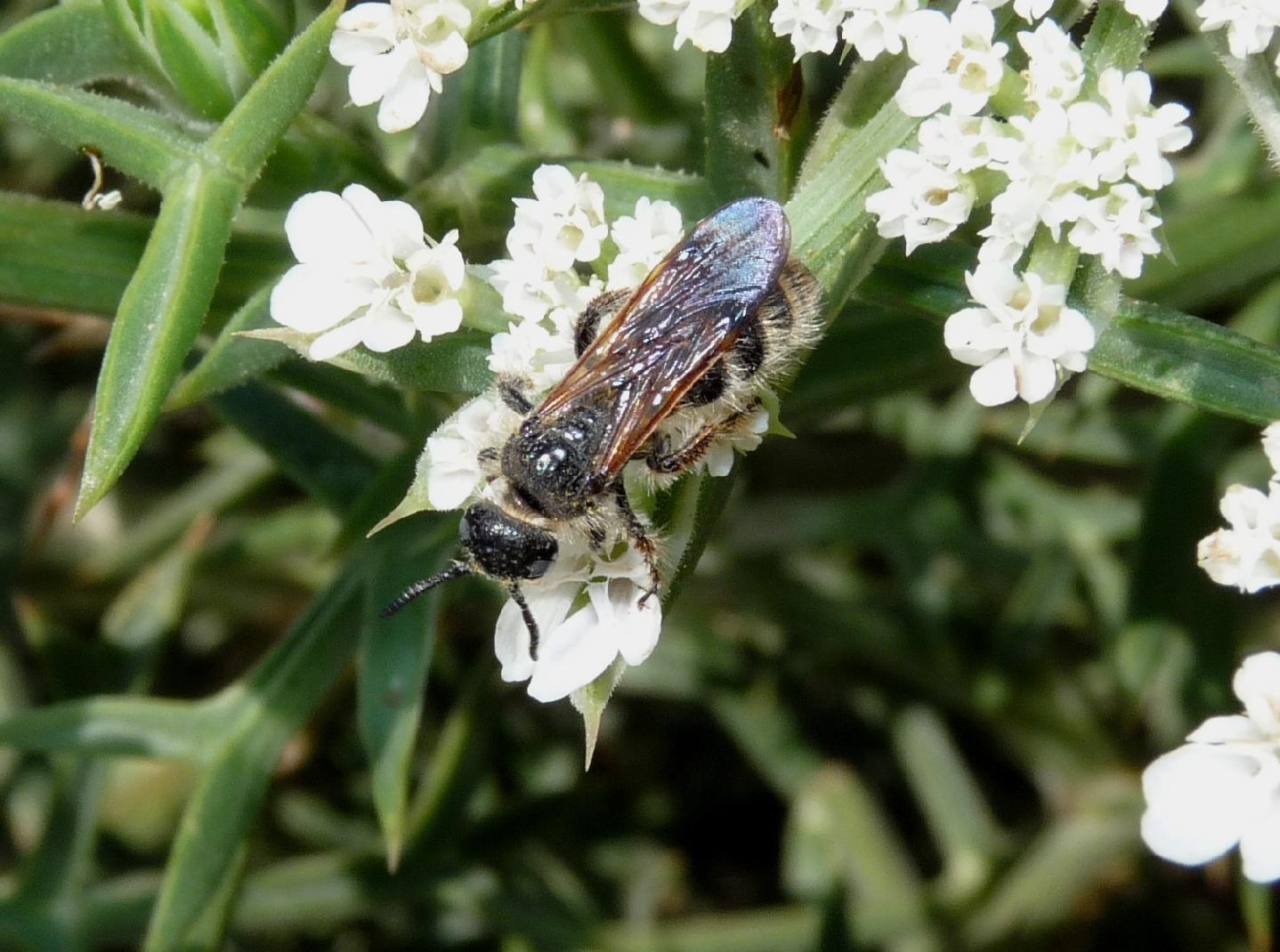 Colpa quinquecincta F (Scolidae)